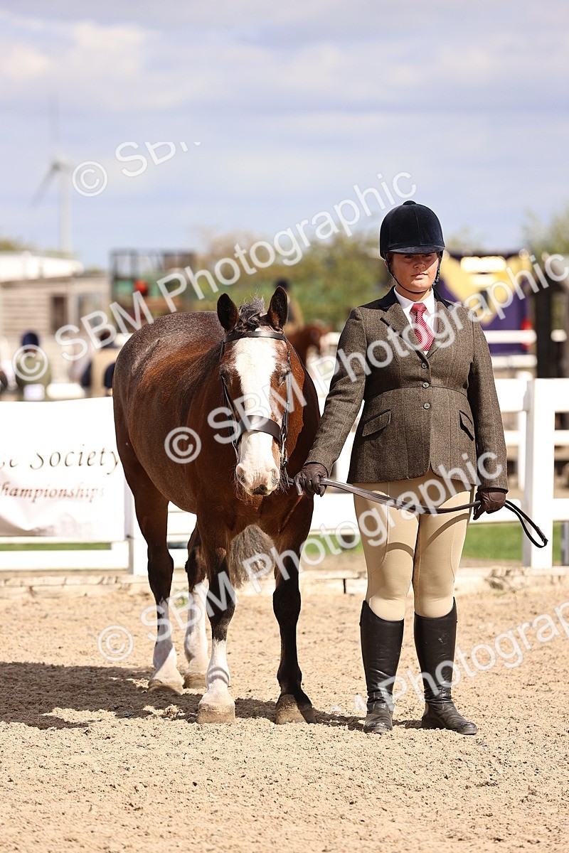 SBM_14294 - Class 411 - Prettiest Mare (IH OR Ridden) Adult