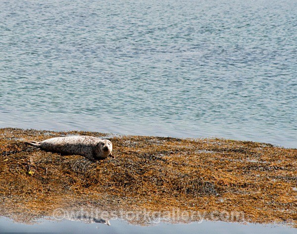 Grey Seal Uist - Scottish Highlands