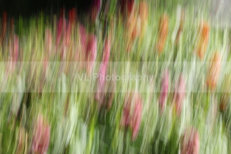 Tribute - ICM