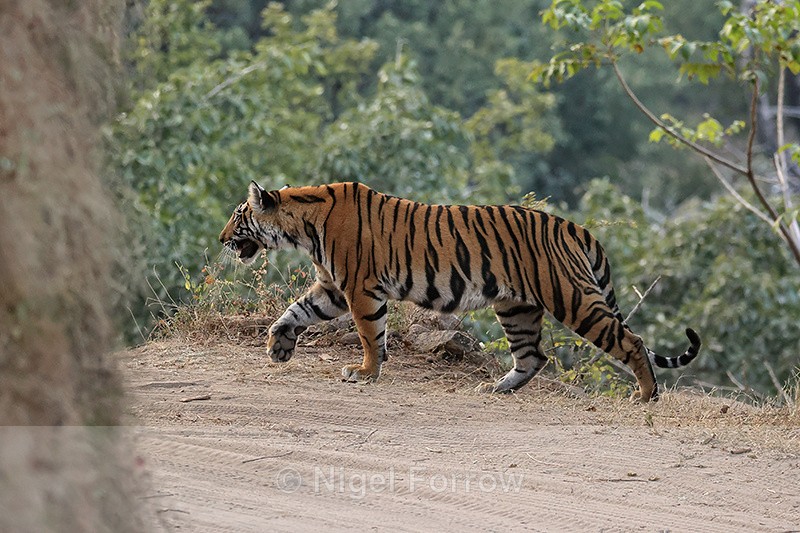 Bengal Tiger walking side view, Bandhavgarh Reserve, India - Tiger
