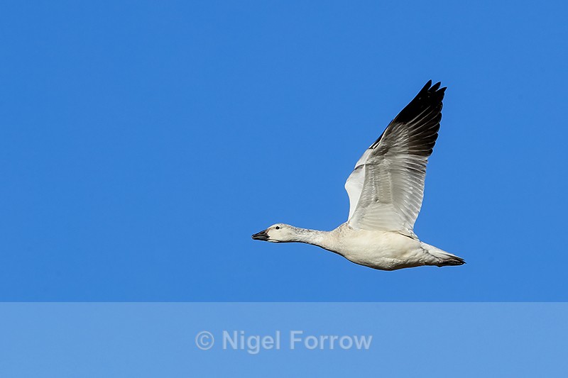 Snow Goose (white juvenile) flying, Bosque del Apache, New Mexico - Snow Goose