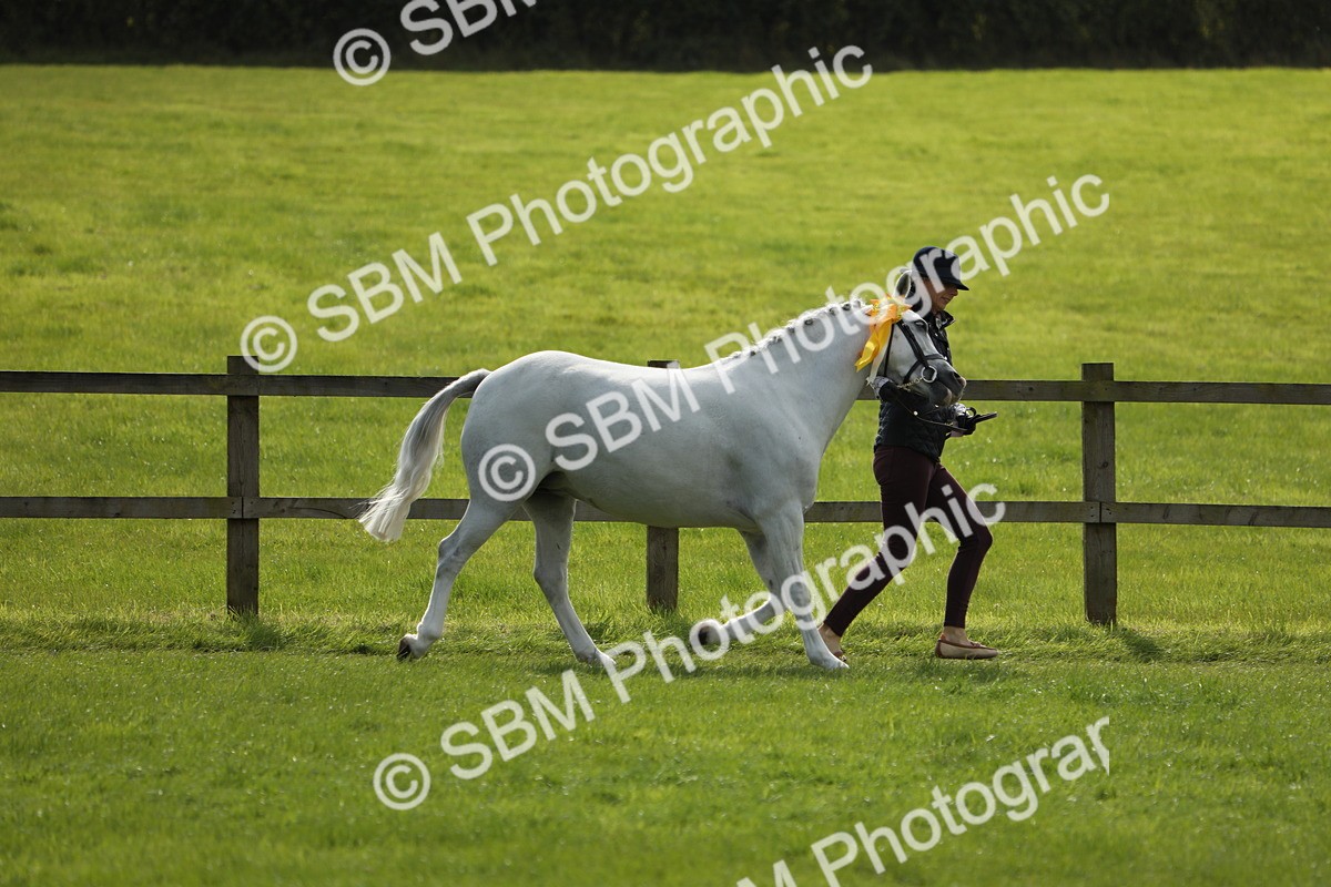 SBM_65650 - S48 - Show Pony & Show Hunter Pony In Hand