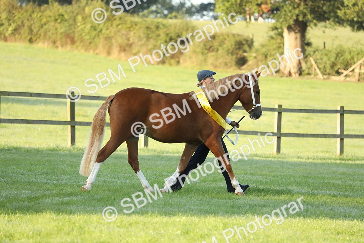 SBM_57896 - S42 - Youngstock