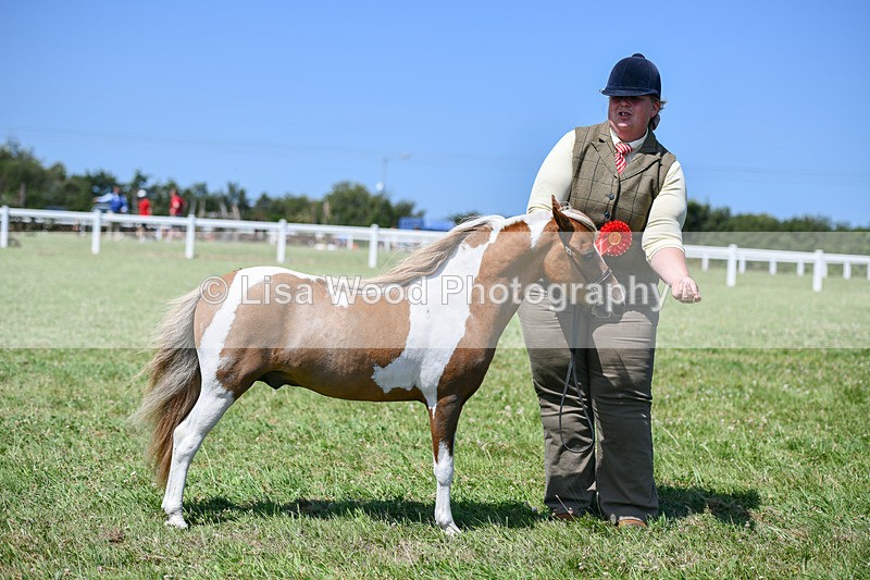 DSC_7224 - Class 61: Miniature Horse 4yrs & over
