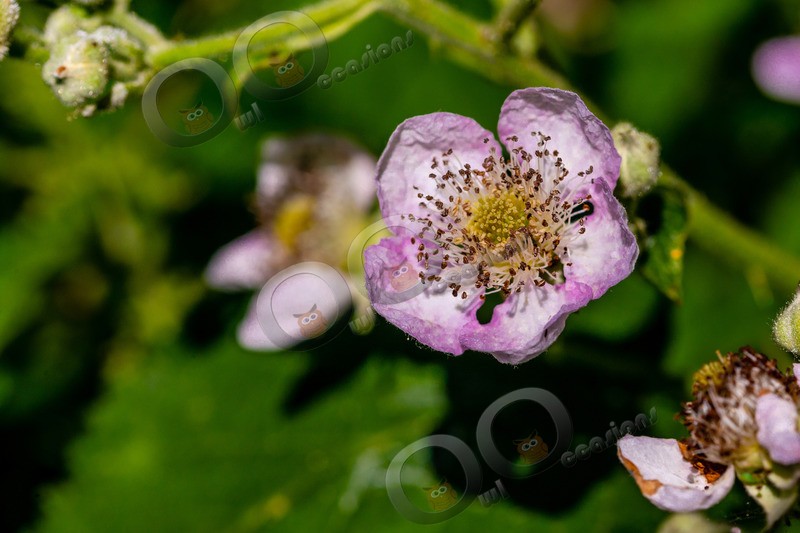 blackberry Rubus genus-6302 - Plants and trees