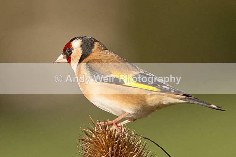 20120218-_MG_9113 - Goldfinch