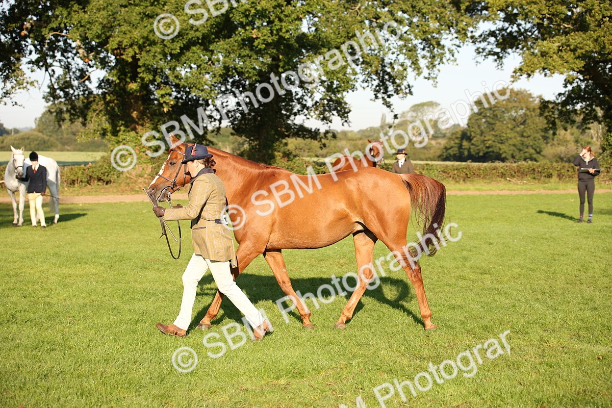 SBM_57582 - S50 - Foreign Breeds In Hand