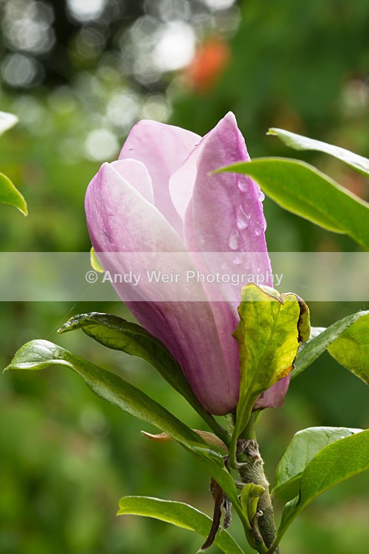 20140526-3K8A1787 - Plants & Flowers