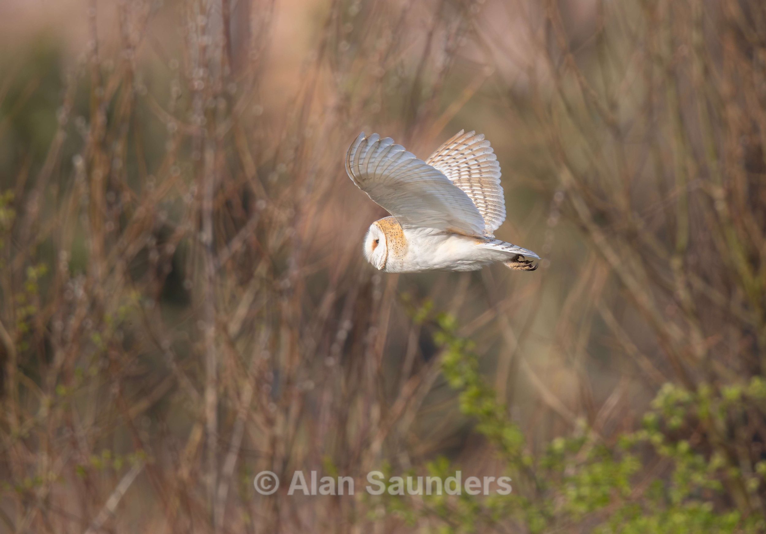 Barn Owl 11 (female)