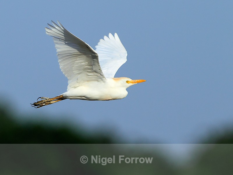 Cattle Egret in flight - Cattle Egret