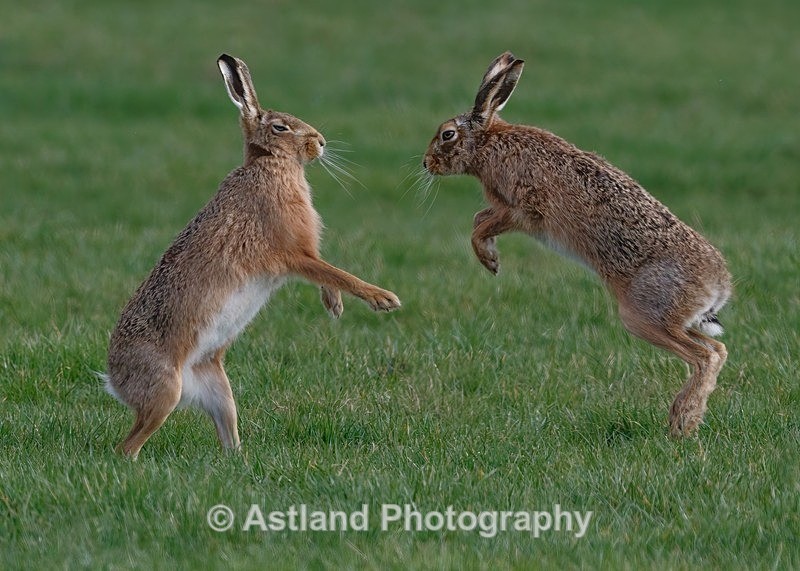 Astland Photography, Bird and Wildlife Images, Susan and Peter Wilson, U.K.