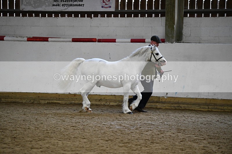 WJ5_5170 - Class 4 In hand M&M - small breeds