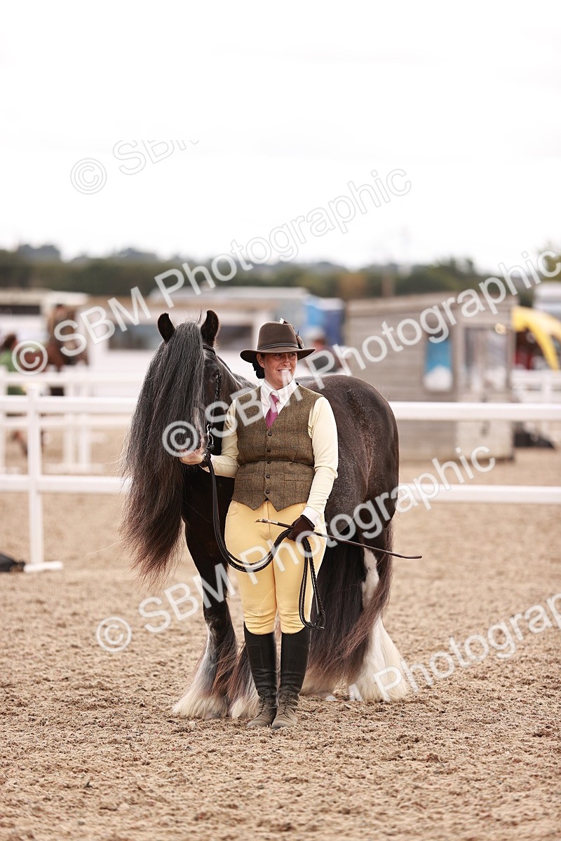 SBM_16231 - Class412 - Handsome Gelding (IH  or Ridden) Adult