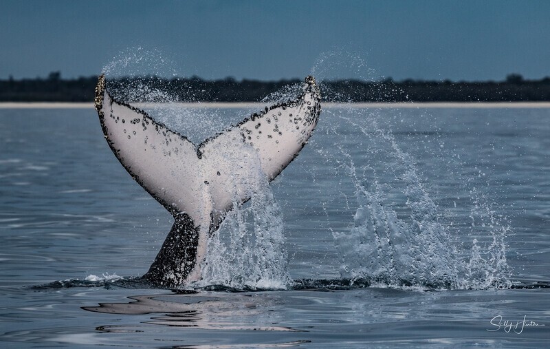 Fluke Splash 1