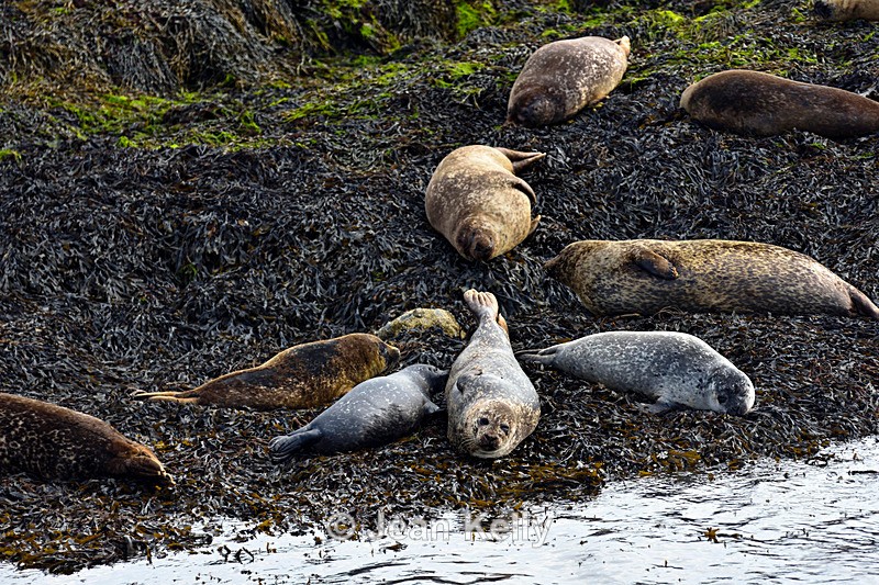 Seals on Loch Linnhe - DSC_9129_00077 - Sea Lions and Seals
