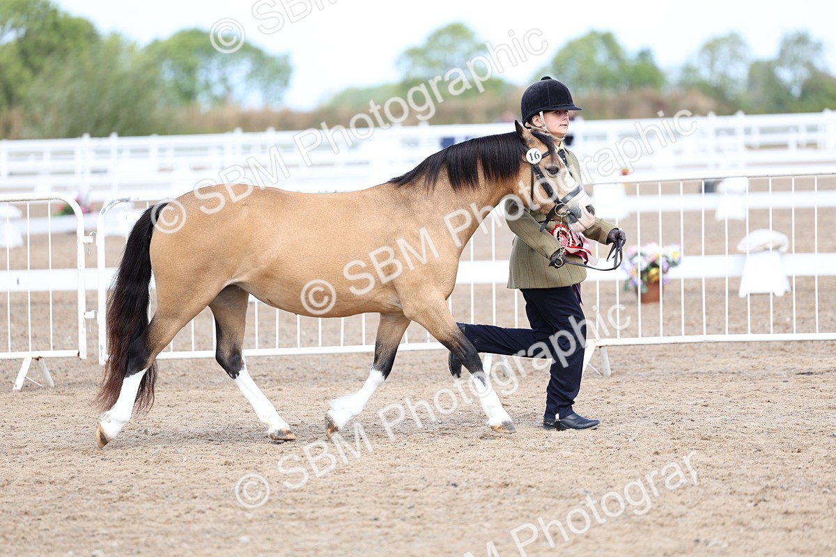 SBM_02410 - Class 19 - Horse or Pony Judge would most like to take home