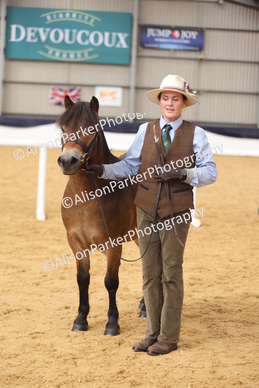 20260913-1709 - Class 115 - Gelding 4years and over
