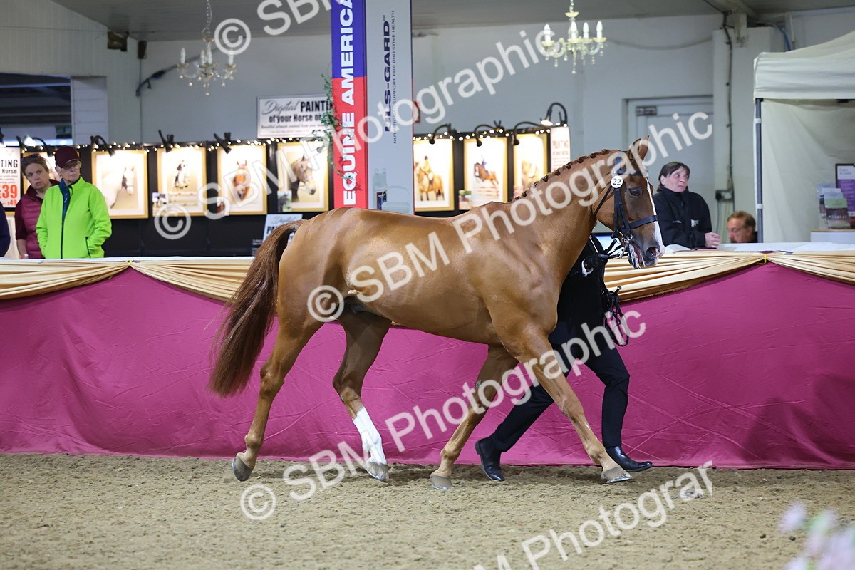SBM_19153 - Class I Competition/ Riding Club Champ