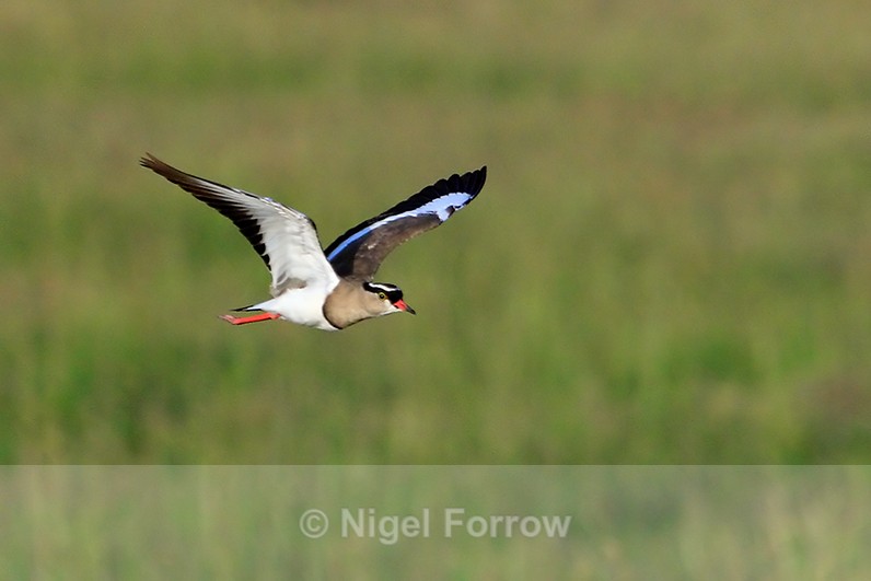 Crowned Lapwing in flight - Crowned Lapwing