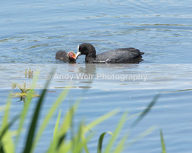 20140517-3K8A1408 - Rails & Coots
