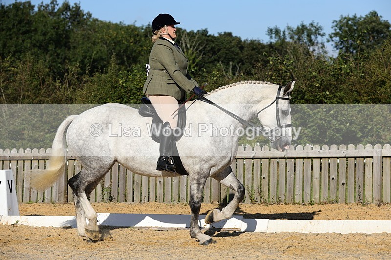 1X9A7548 - Class 7: Novice Ridden Hunter/Hack/Cob/Riding Horse