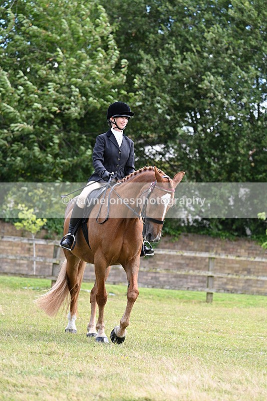 WJ7_8343 - Class 7  Riding Club Show Horse