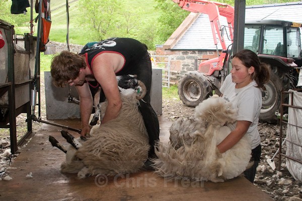 12 - Shearing at Glenwhargen Farm