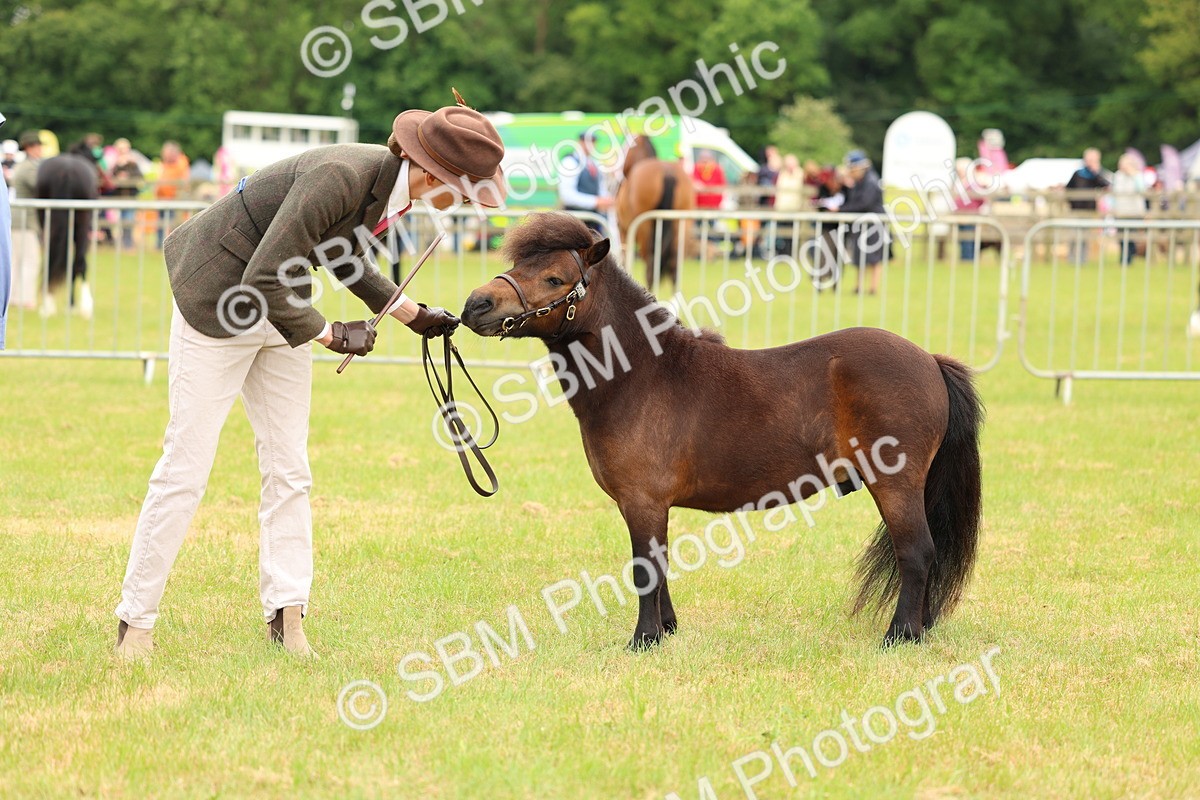 SBM_04463 - Class 64-67 - Shetland Pony In Hand