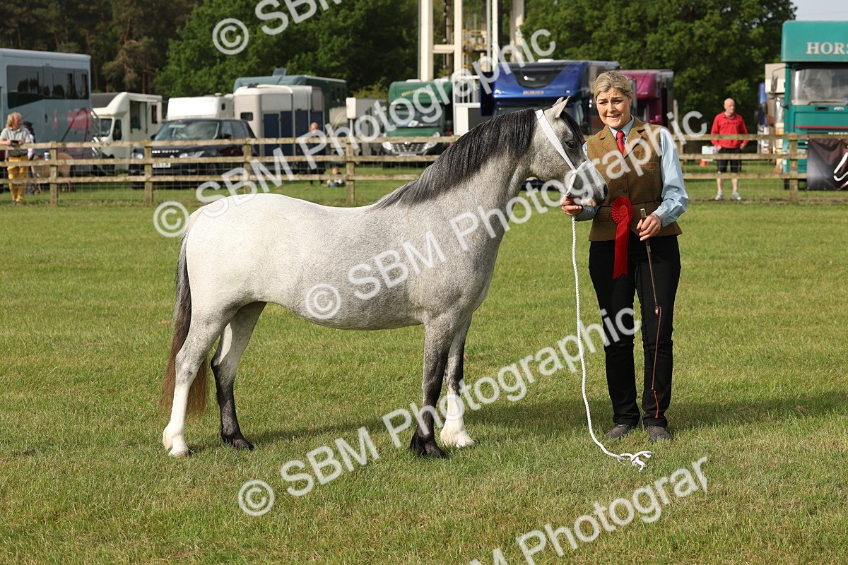 SBM_00453 - Class 6-13 - Mountatin and Moorland In Hand Welsh Breeds