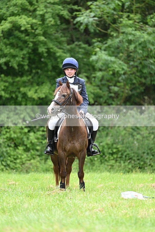 WJ7_3856 - Class 14A Handsome Gelding