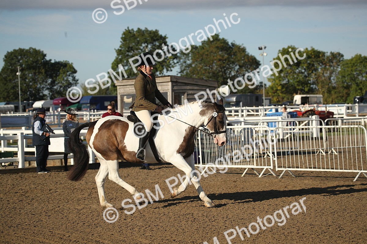 SBM_11528 - Class 502 - Riding Club Horse