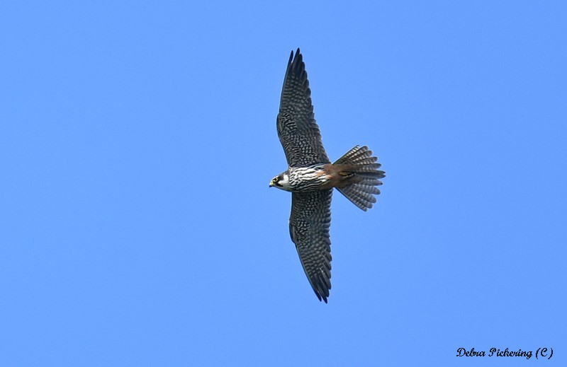 Hobby - Birds Of Prey