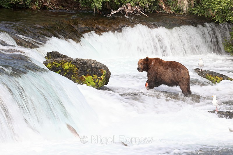 Grizzly Bear standing with salmon, blurred water, Brooks Falls, Alaska - Brown Bear