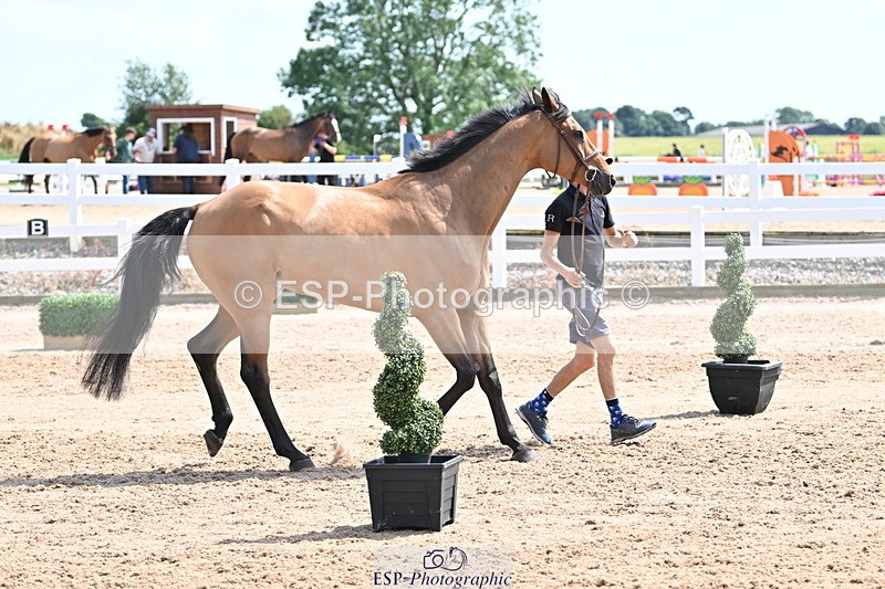 240717A-151541-02694 - Trot Up 3pm to 4pm