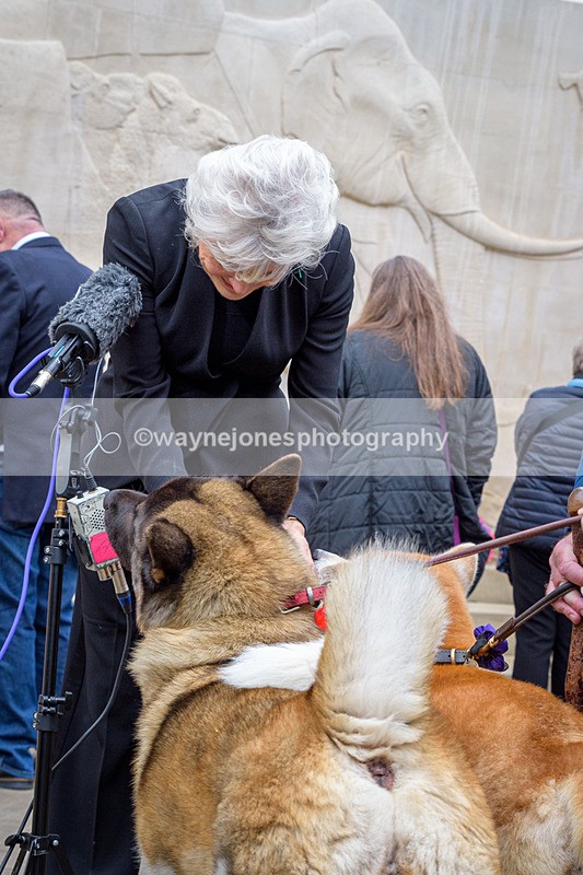 NGP_8310 - 2024 Animals in War Remembrance Gathering