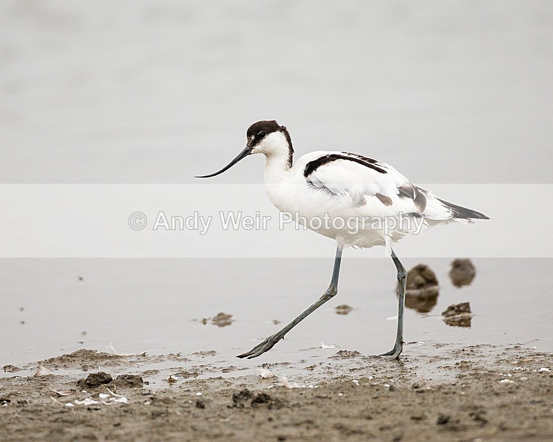20131001-3K8A6500 - Waders