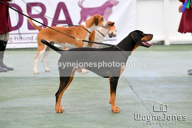 WJ5_0876 - Berks & Bucks at the Great Yorkshire Show 2025