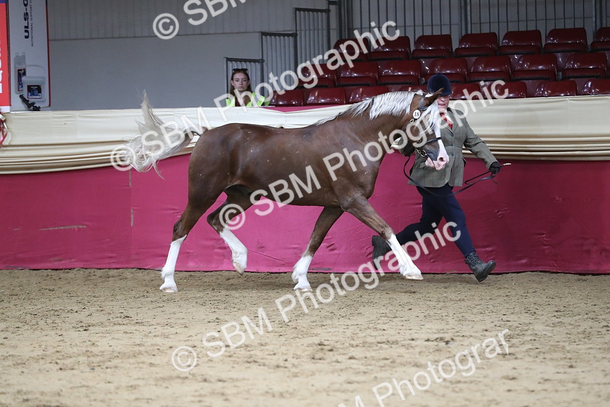 SBM_06359 - Class 9R Regional- IH Pre Vet