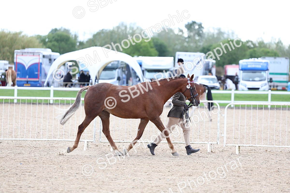 SBM_15343 - Class 312 - IH Competition Horse-Pony