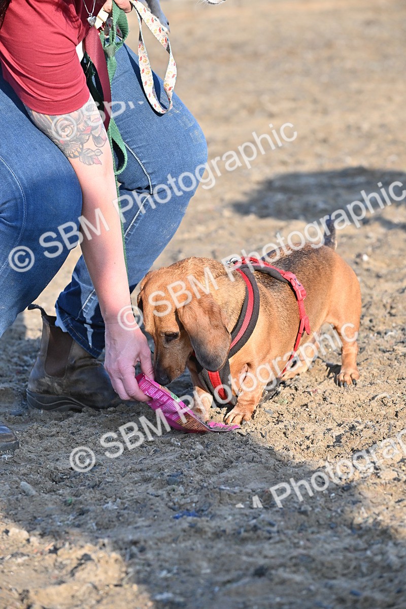 SBM_09416 - Lorry Dogs