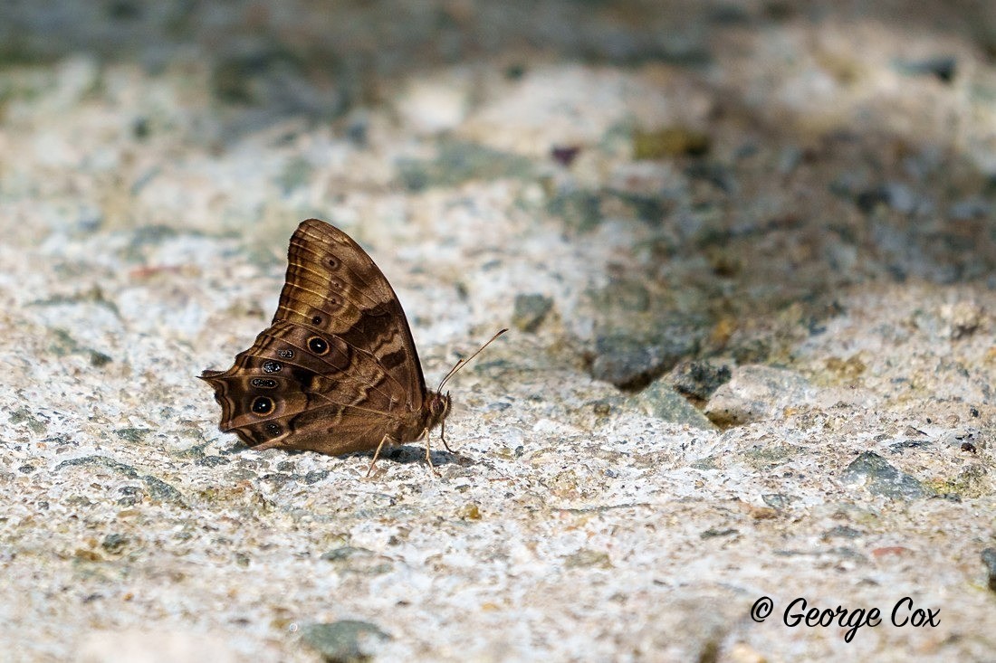 Tamil Treebrown - Sri Lanka