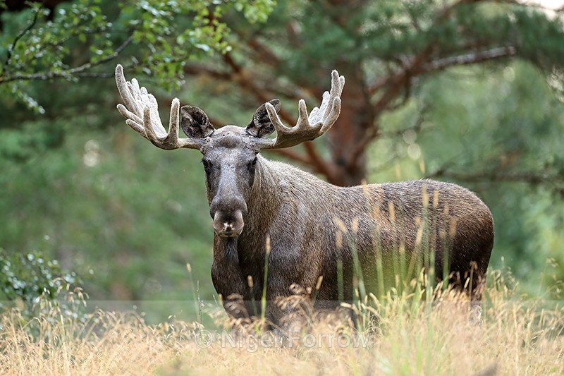 Bull Moose standing still, Flatanger, Norway - Deer