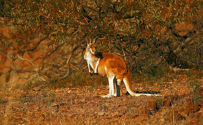 Red Kangaroo 1 - ANIMAL AND BIRD PHOTOS