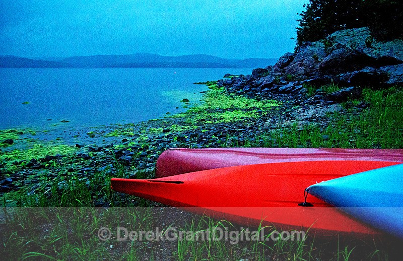 photosynthetic cyanobacteria - Extreme Weather