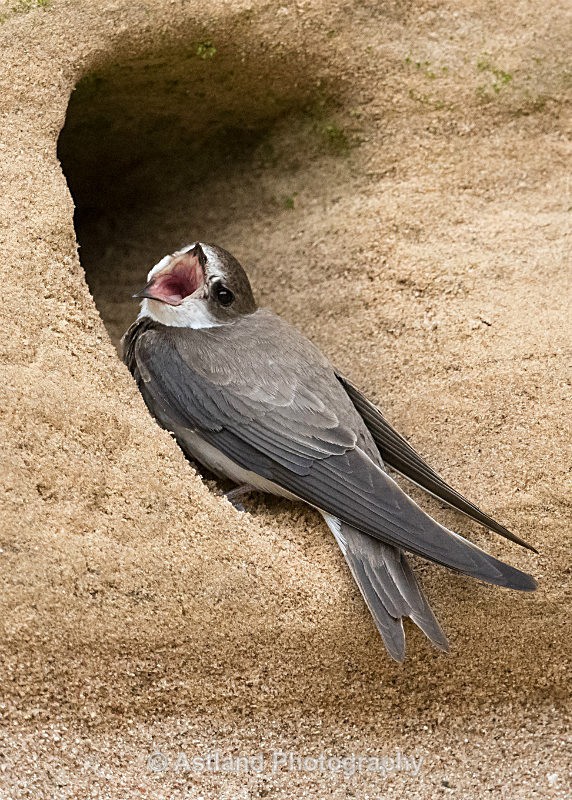 Astland Photography, Bird and Wildlife Images, Susan and Peter Wilson, U.K.