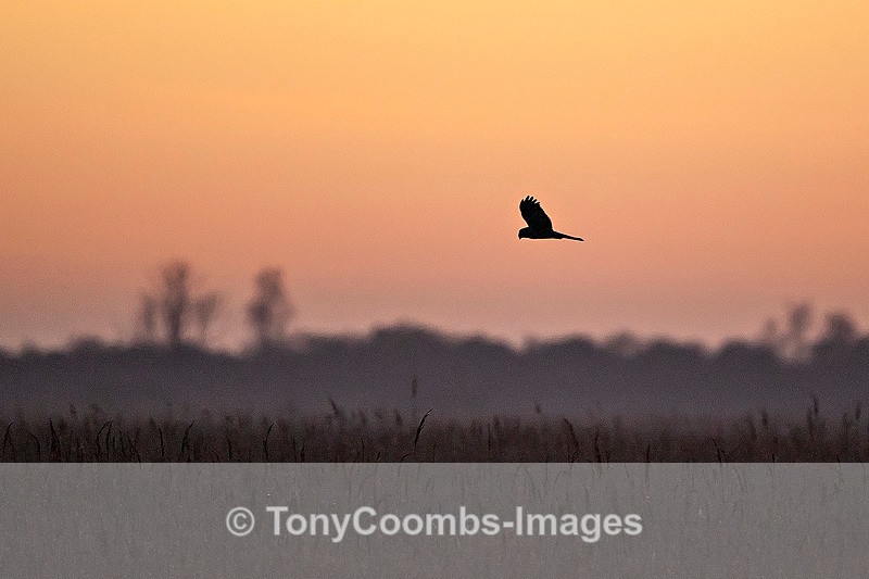 Hen Harrier (m) - Birds