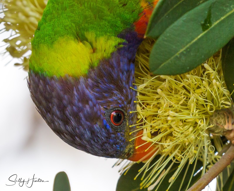 Lorikeet Feeding 7