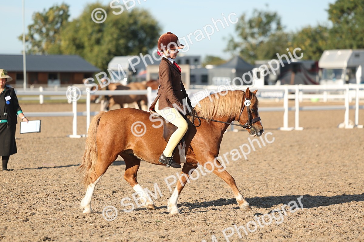 SBM_10907 - Class 301 - Ridden M&M Small Breeds