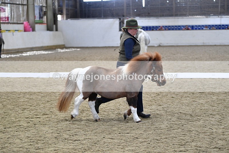 WJ5_4877 - Class 7 In hand coloured / odd coloured