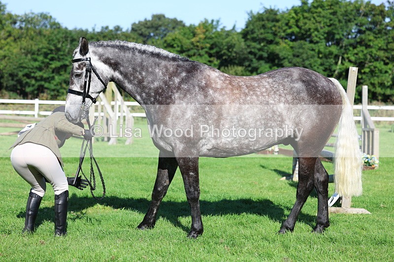 3E7A7661 - Class 1: Novice Working Hunter Pony